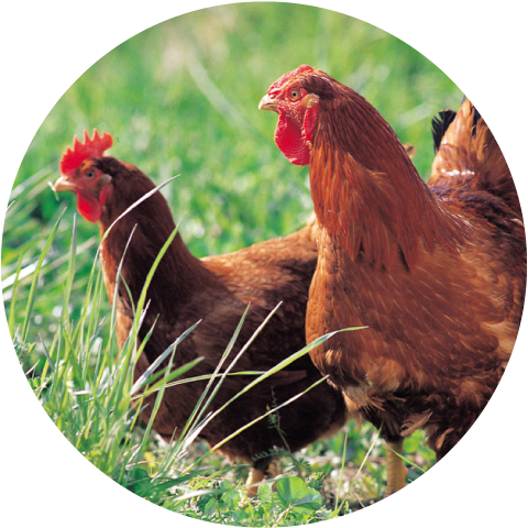 地鶏 銘柄鶏の定義とレシピ 国産の魅力 もっとチキンが好きになる チキンの里 一般社団法人 日本食鳥協会